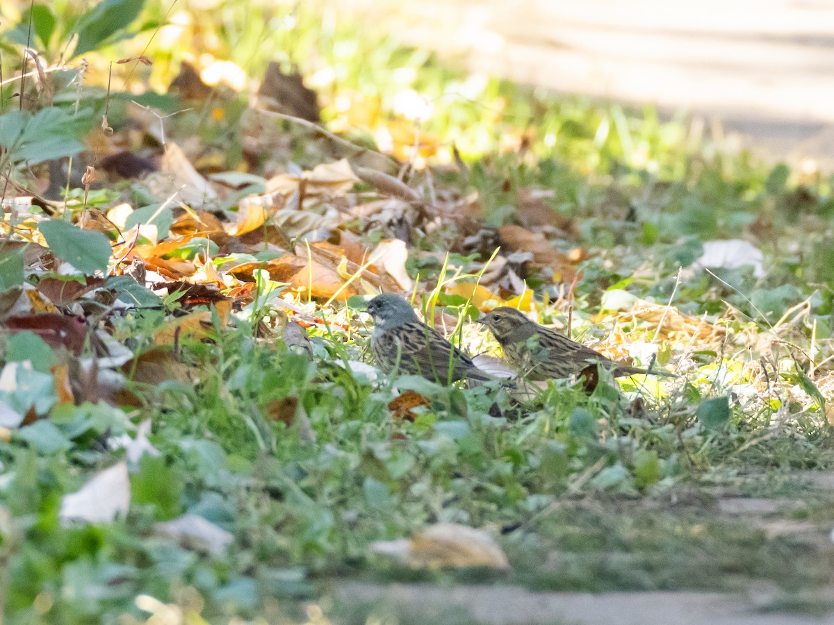 アオジ - ML646513431