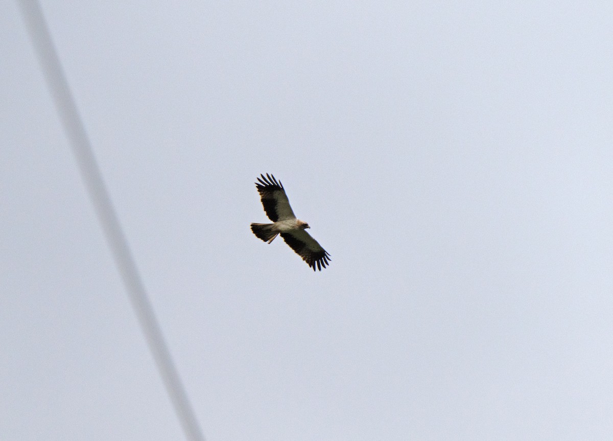 Aquila minore - ML646513432