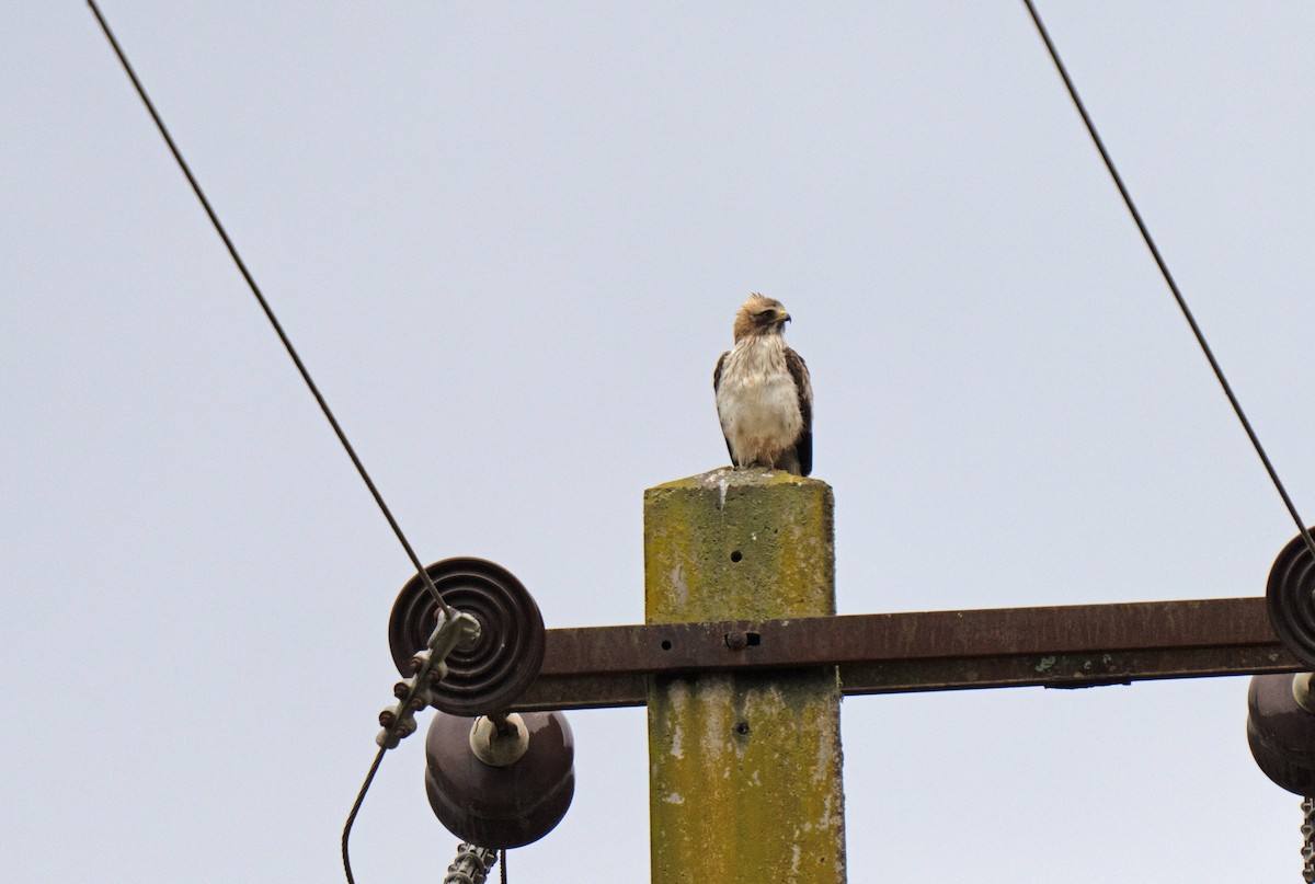 Aquila minore - ML646513433