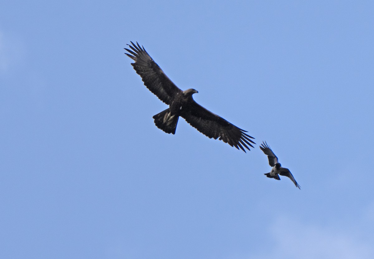 Aquila reale - ML646513436