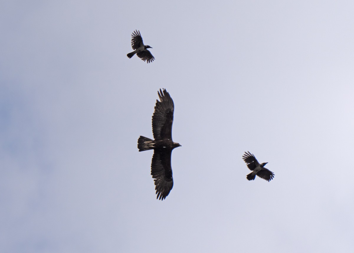 Aquila reale - ML646513437