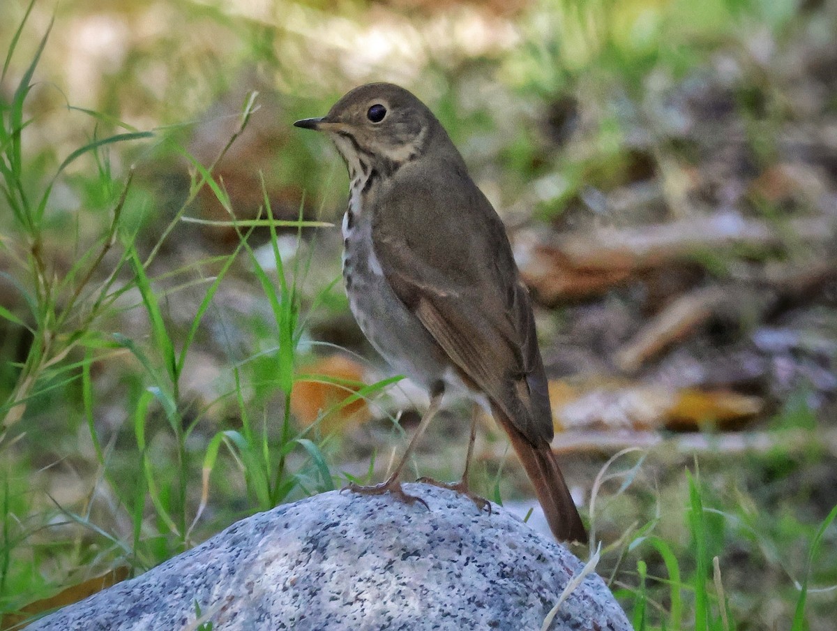 קיכלי חלוד-זנב - ML646513438