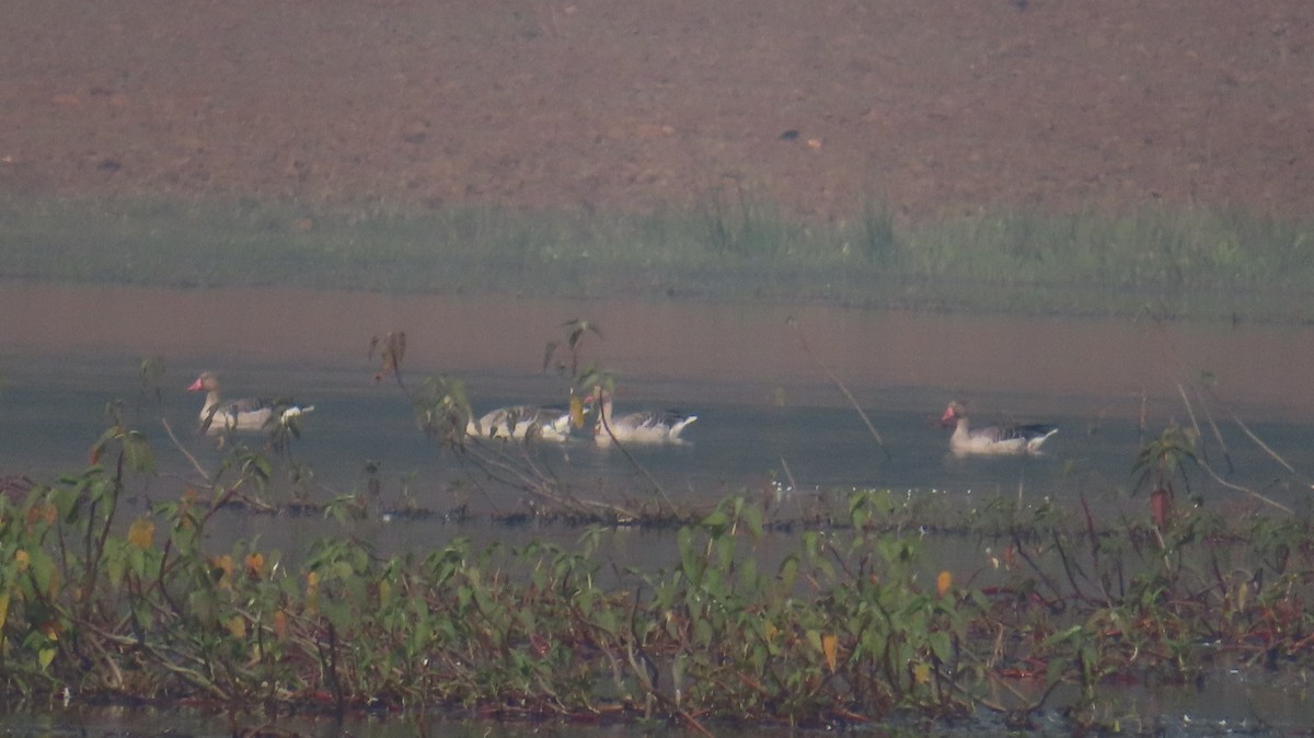 husa velká - ML646513439