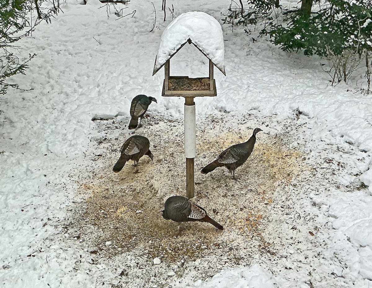 Індик великий - ML646513445