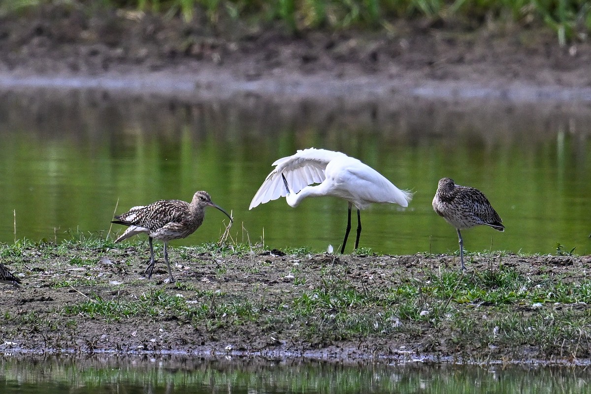 koliha velká - ML646513446