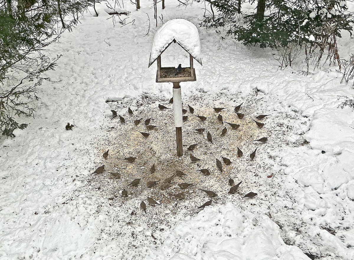 Зенаїда північна - ML646513448