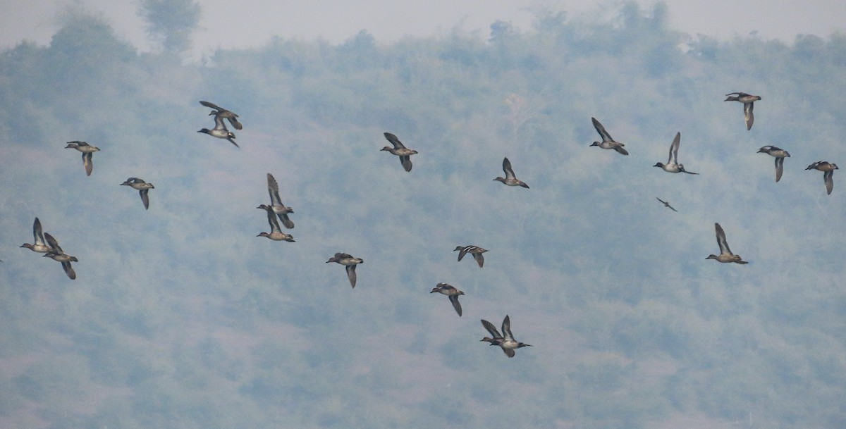 čírka modrá - ML646513451