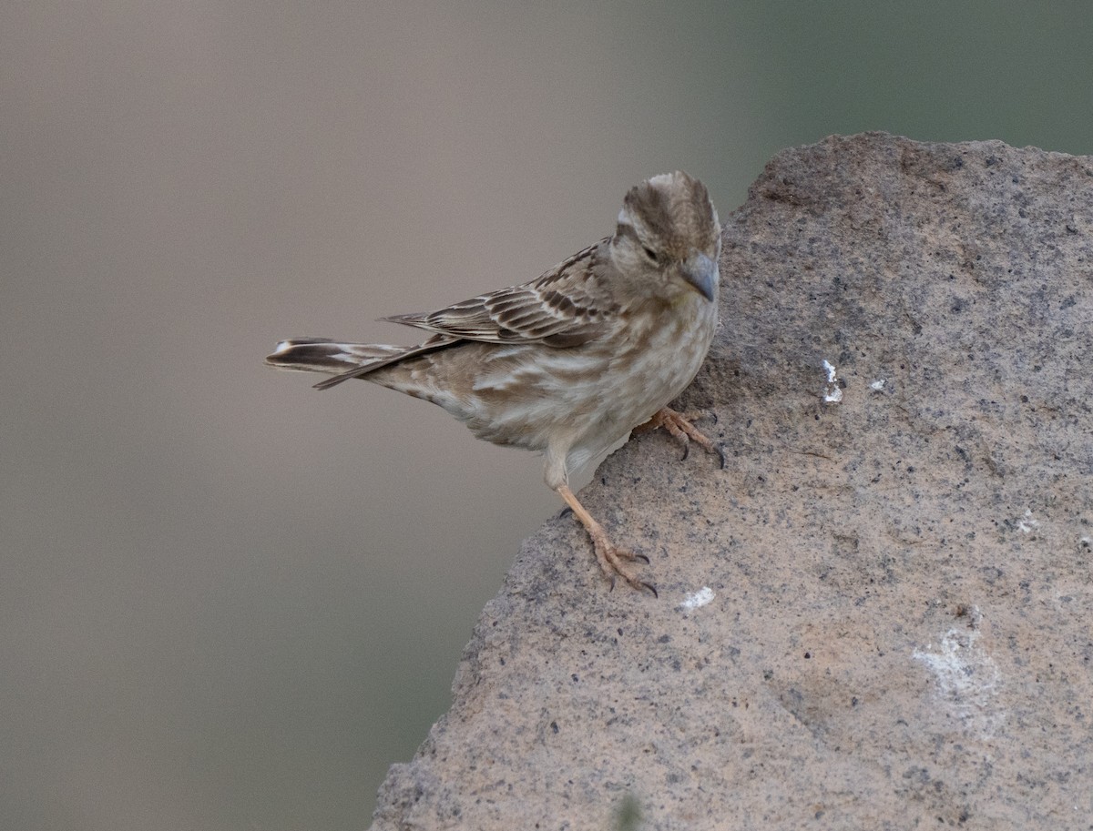 Passera lagia - ML646513459