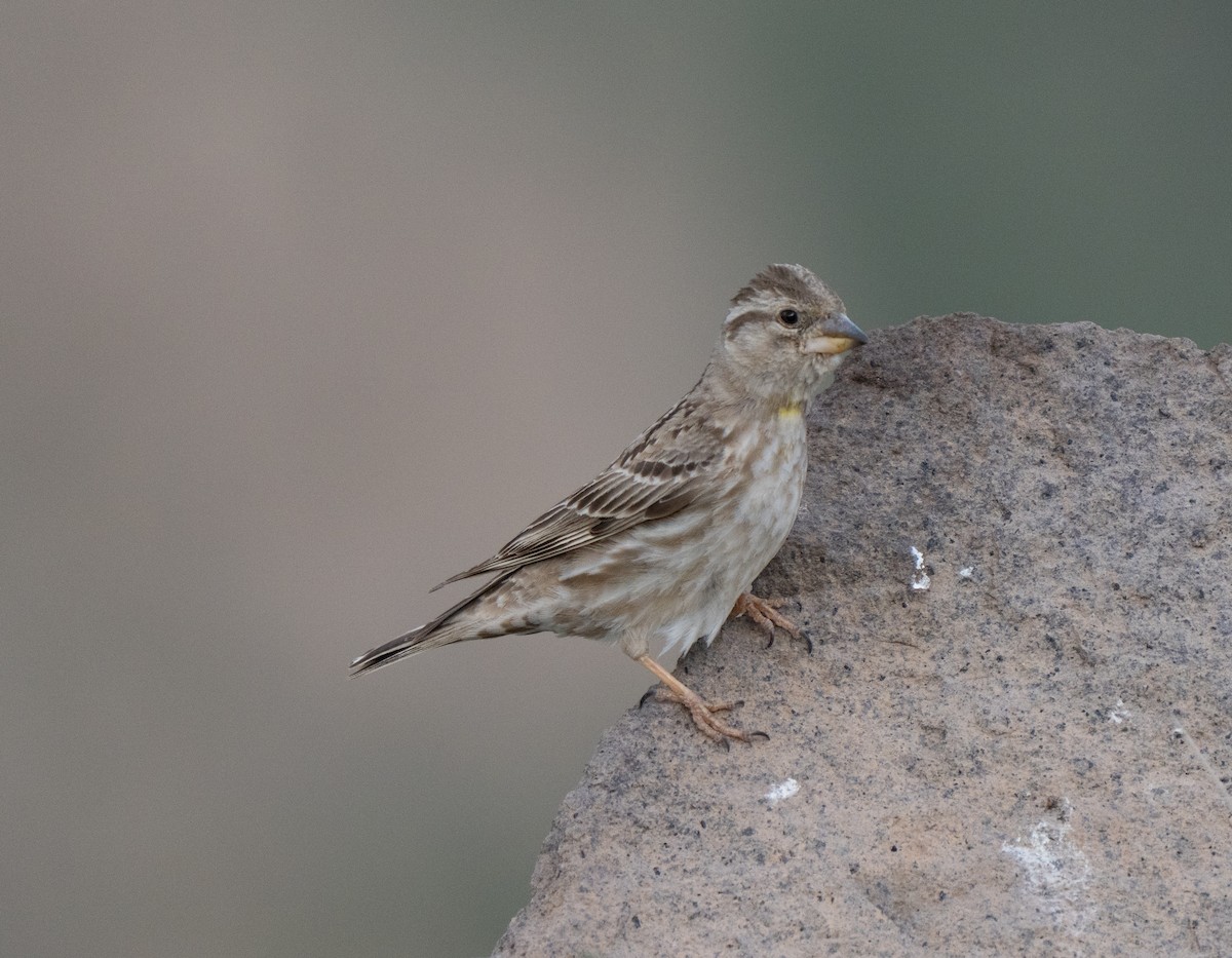 Passera lagia - ML646513460