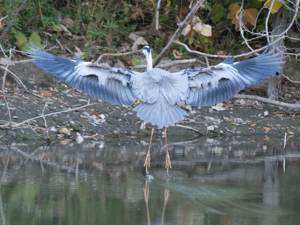 アオサギ - ML646513461