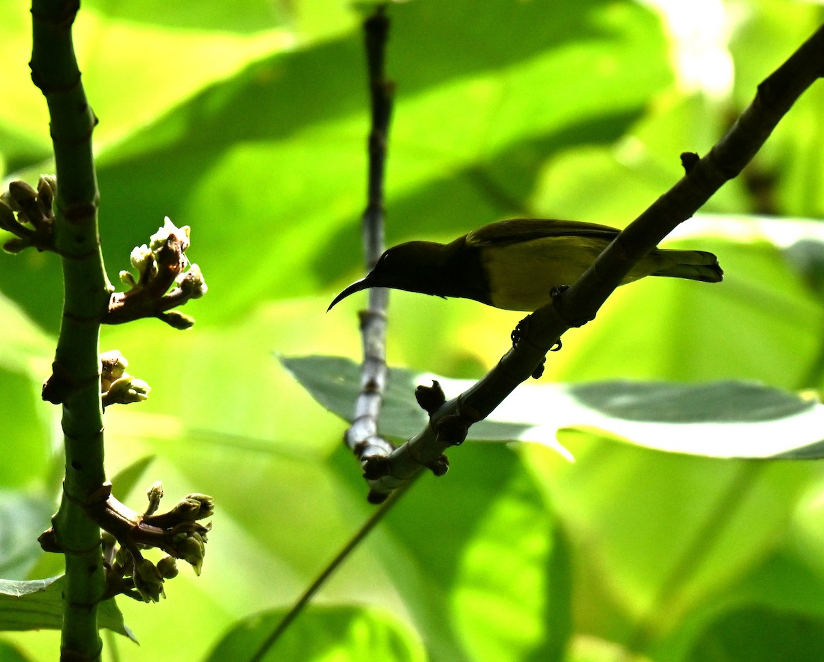 Ornate Sunbird - ML646513462