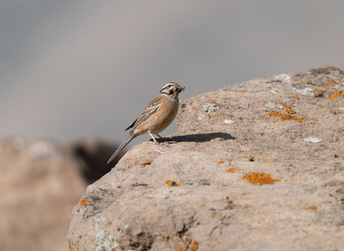 Zigolo muciatto - ML646513464