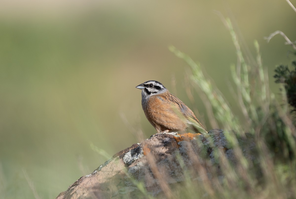 Zigolo muciatto - ML646513465