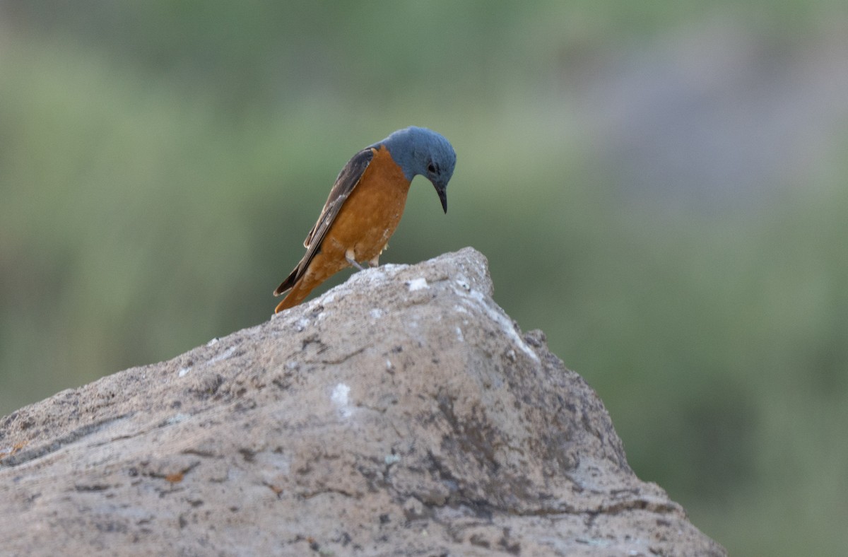 Codirossone - ML646513468