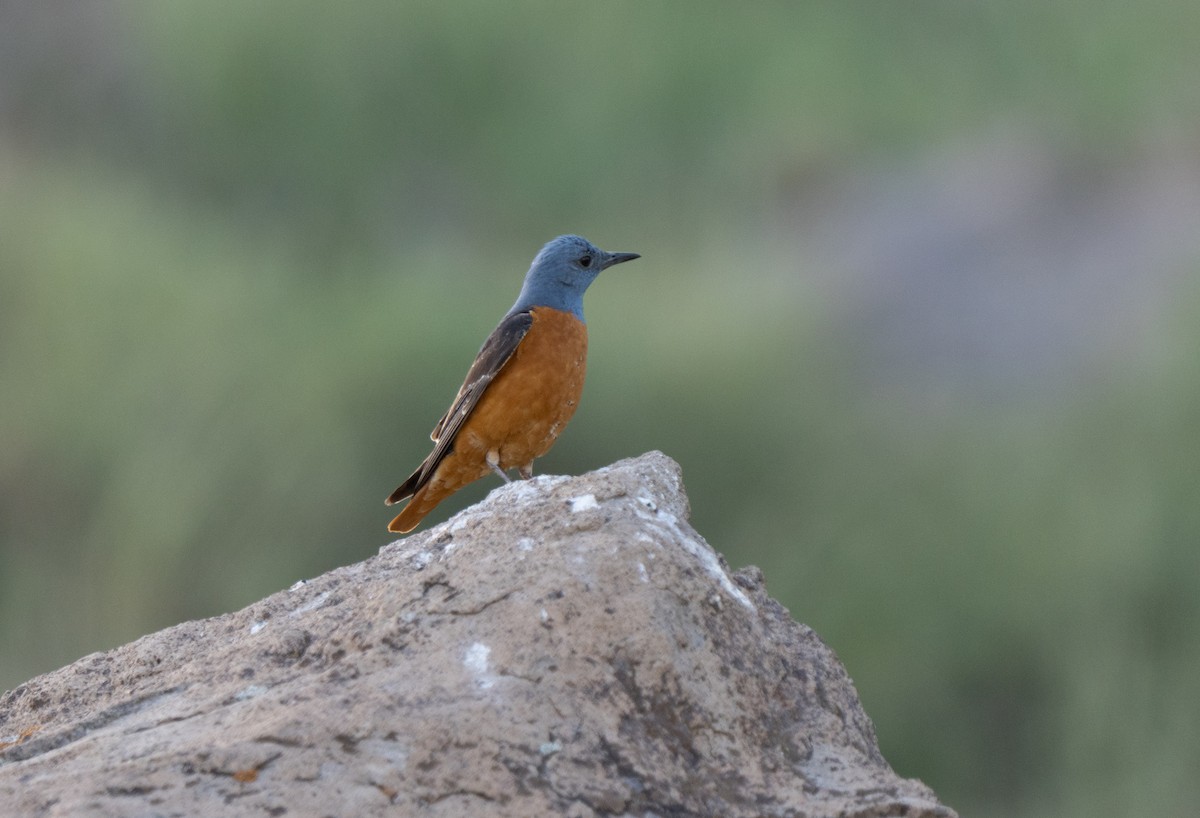 Codirossone - ML646513469