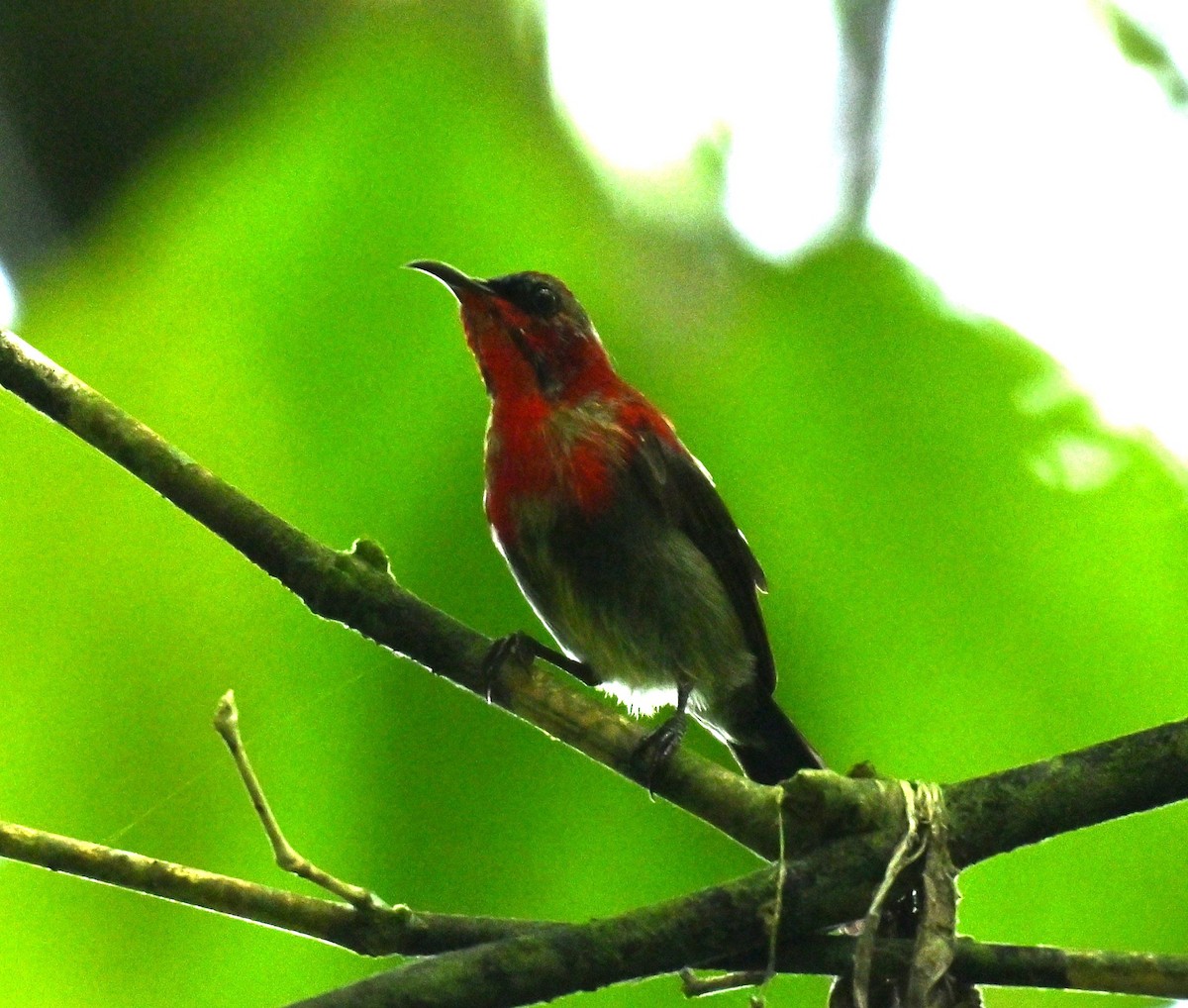 Crimson Sunbird - ML646513472