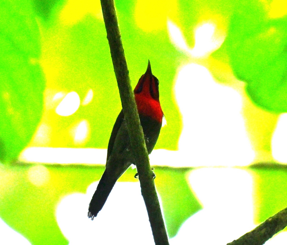 Crimson Sunbird - ML646513473