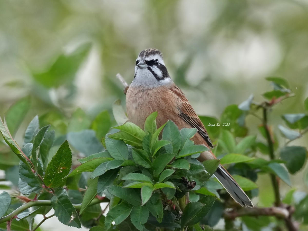 Meadow Bunting - ML646513476