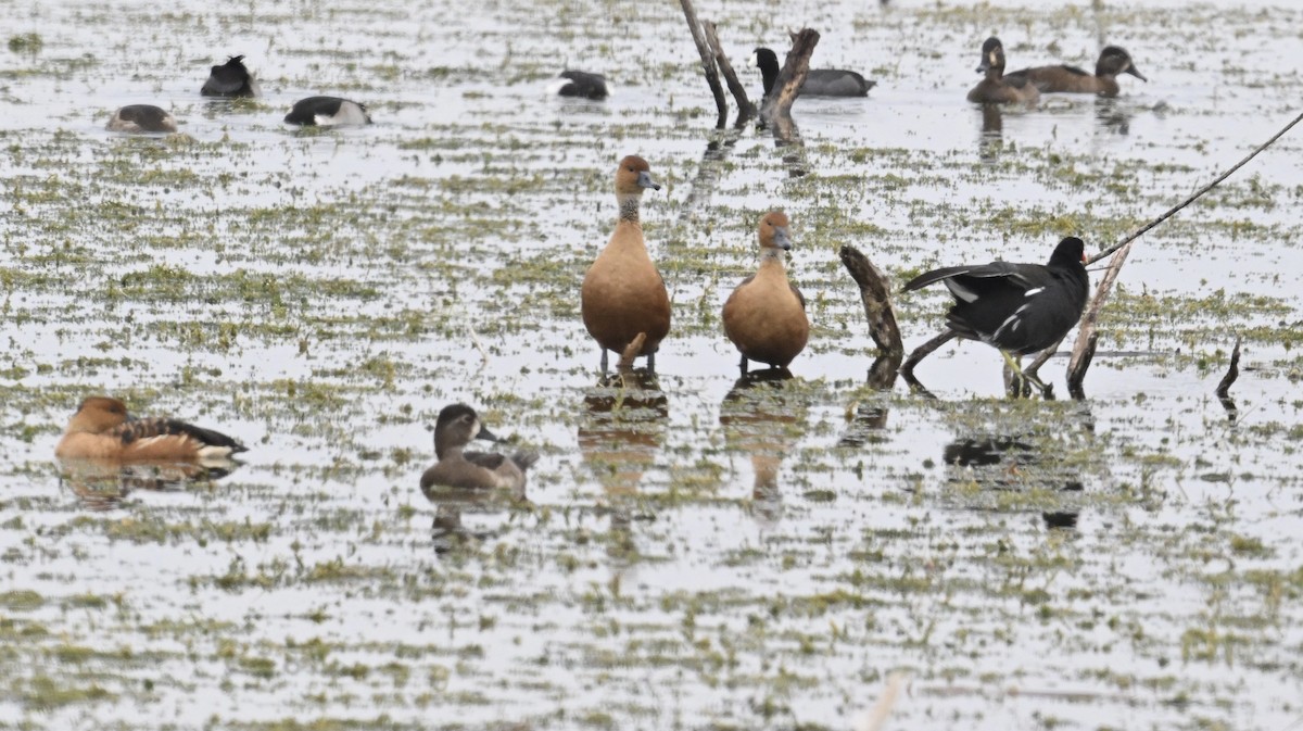 Fulvous Whistling-Duck - ML646513490