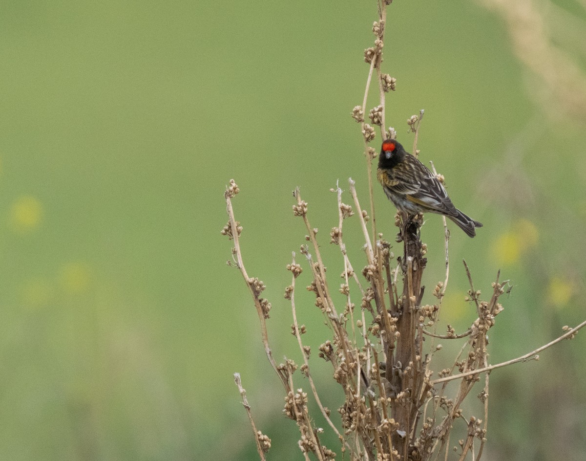 Fire-fronted Serin - ML646513492