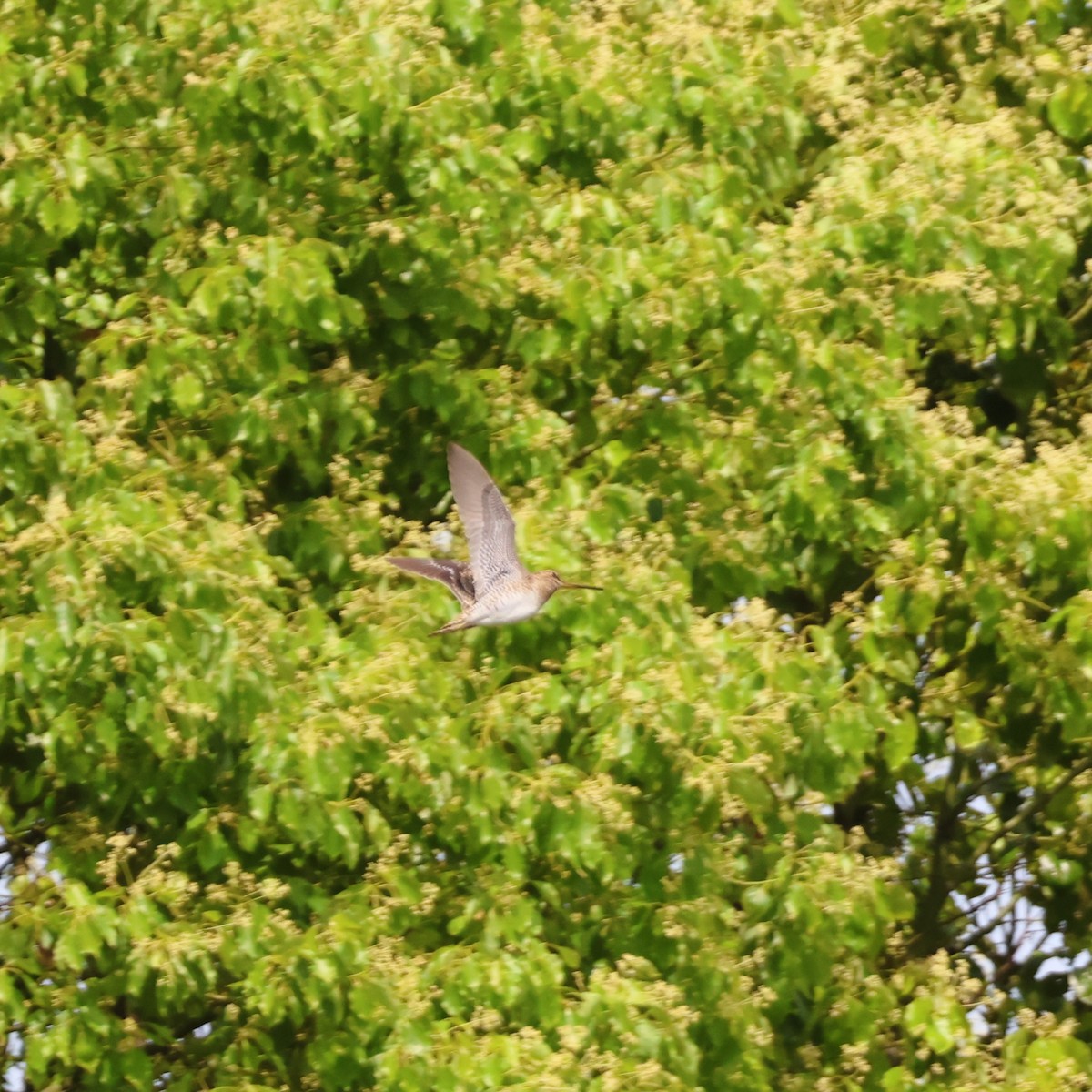 Шугуйн/Замбын хараалж - ML646513493