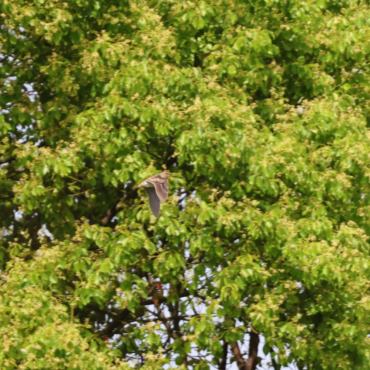 Шугуйн/Замбын хараалж - ML646513494