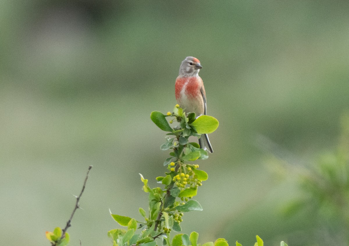 Fanello - ML646513496