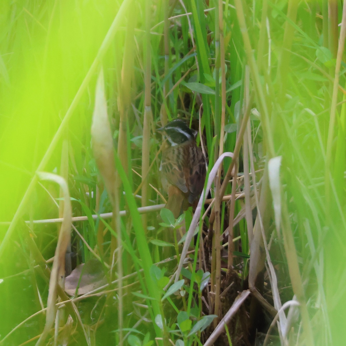 Самнаа хөмрөг - ML646513498