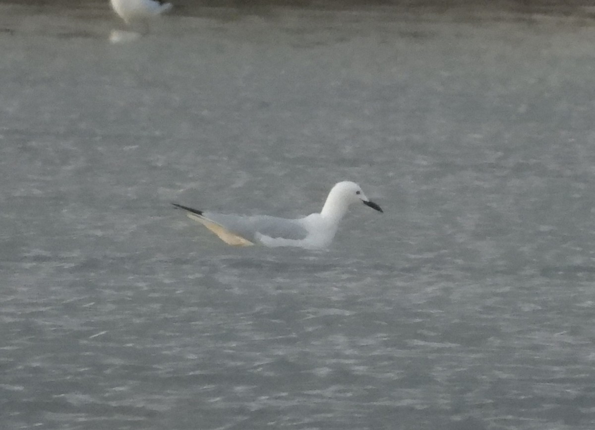 Морской голубок - ML646513499