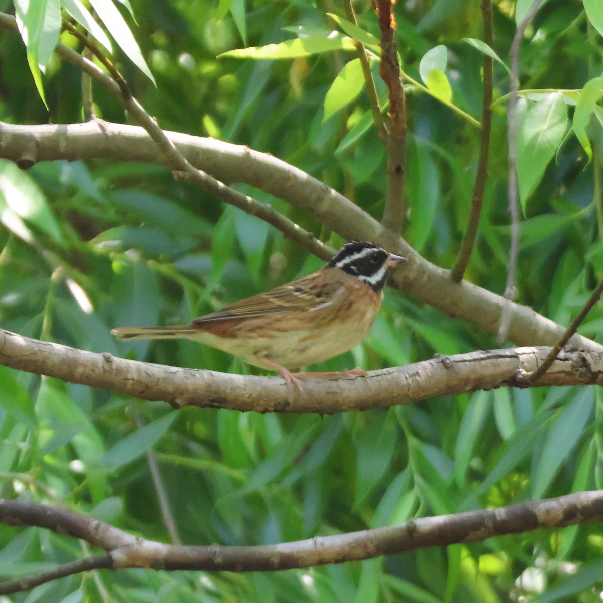 Самнаа хөмрөг - ML646513500