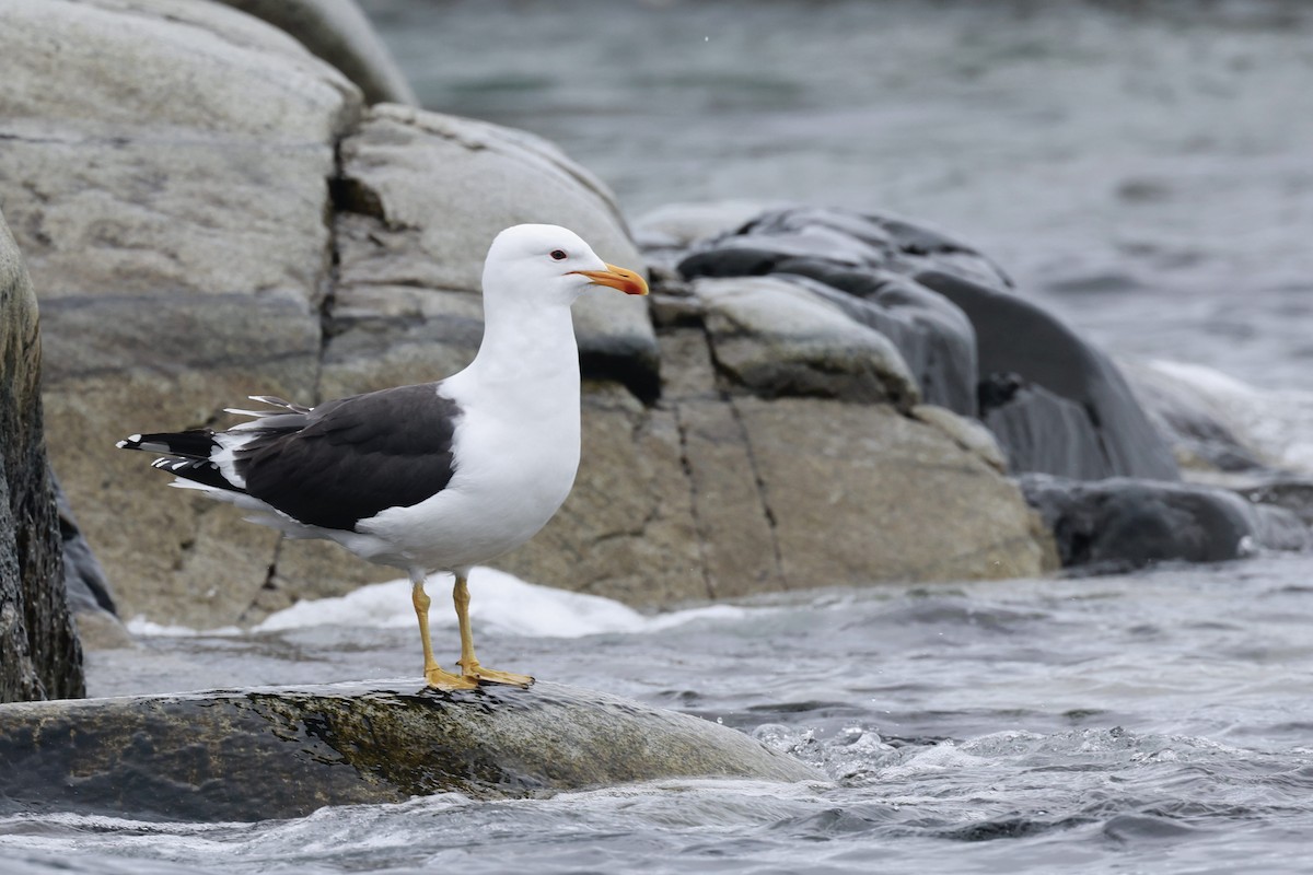 Kelp Gull - ML646513501
