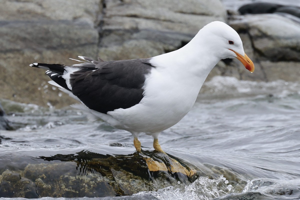 Kelp Gull - ML646513502