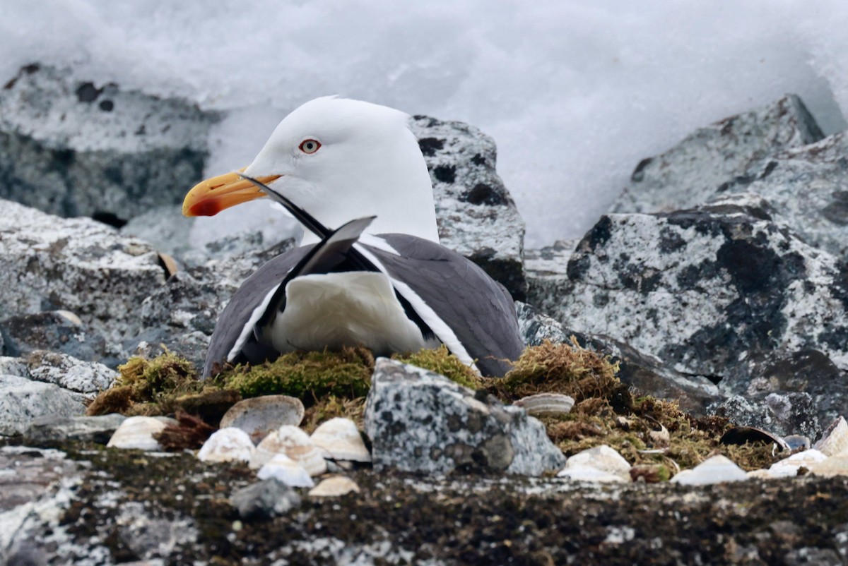 Kelp Gull - ML646513503