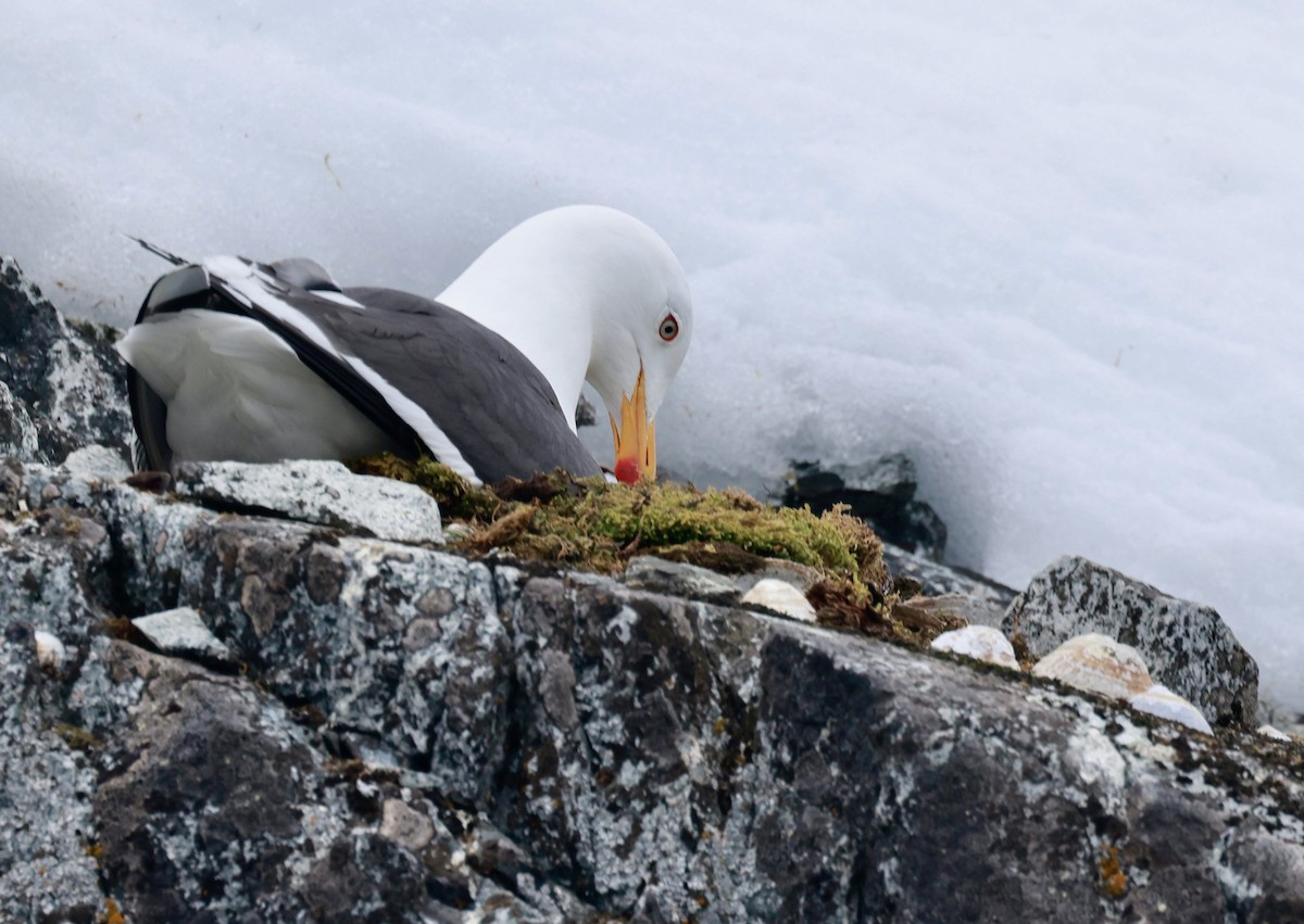 Kelp Gull - ML646513504