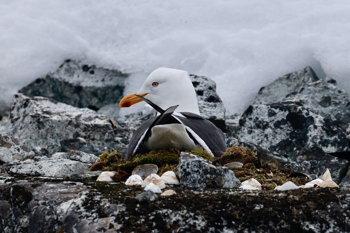 Kelp Gull - ML646513505