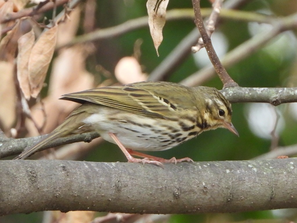 linduška olivová - ML646513506