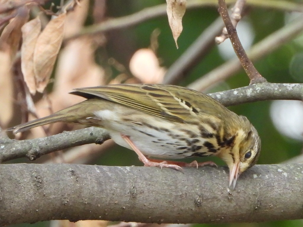 linduška olivová - ML646513507