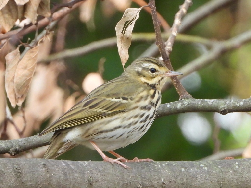 linduška olivová - ML646513508