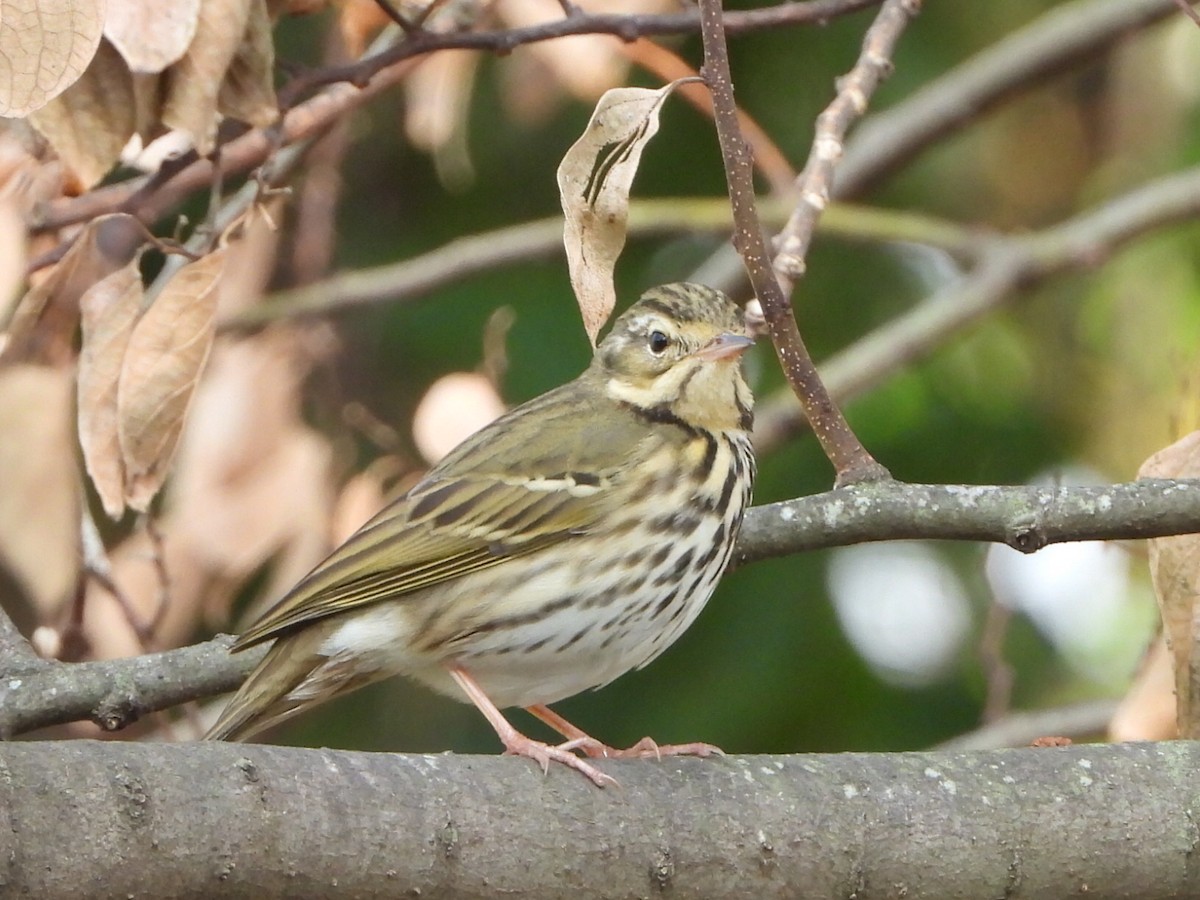 linduška olivová - ML646513509