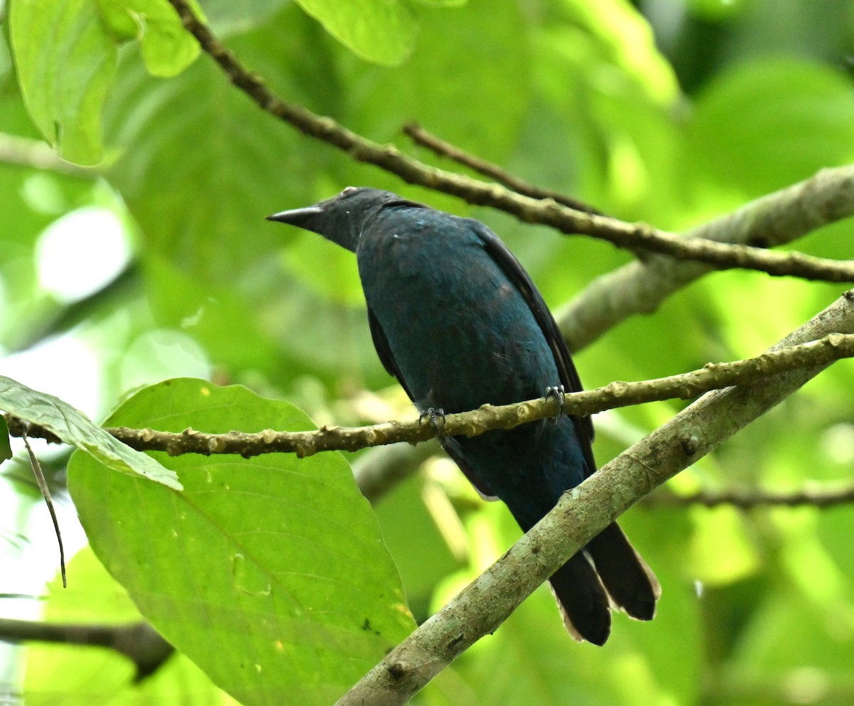 Türkisfeenvogel - ML646513510