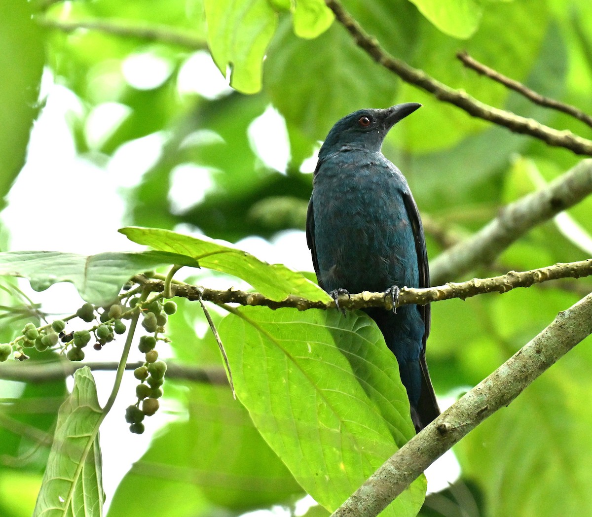 Türkisfeenvogel - ML646513511