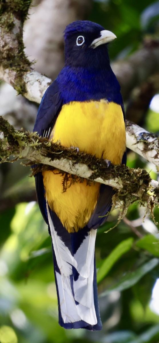 Green-backed Trogon - ML646513512