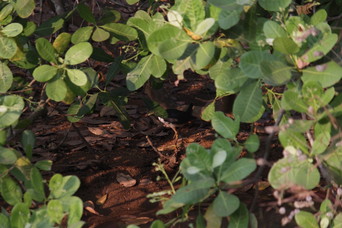 White-breasted Waterhen - ML646513513