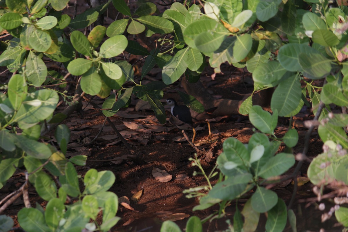 White-breasted Waterhen - ML646513514