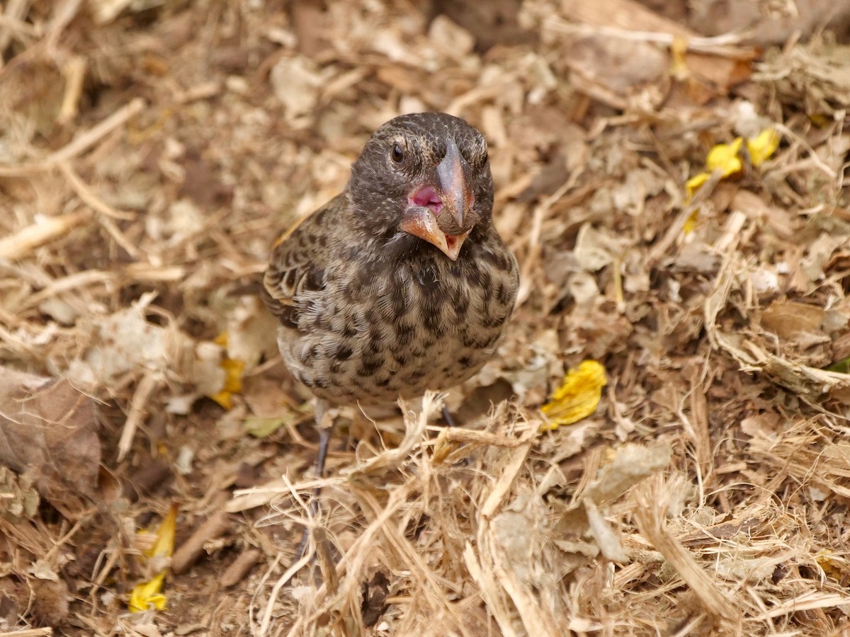 Pinzón de Darwin Picogordo - ML646513515