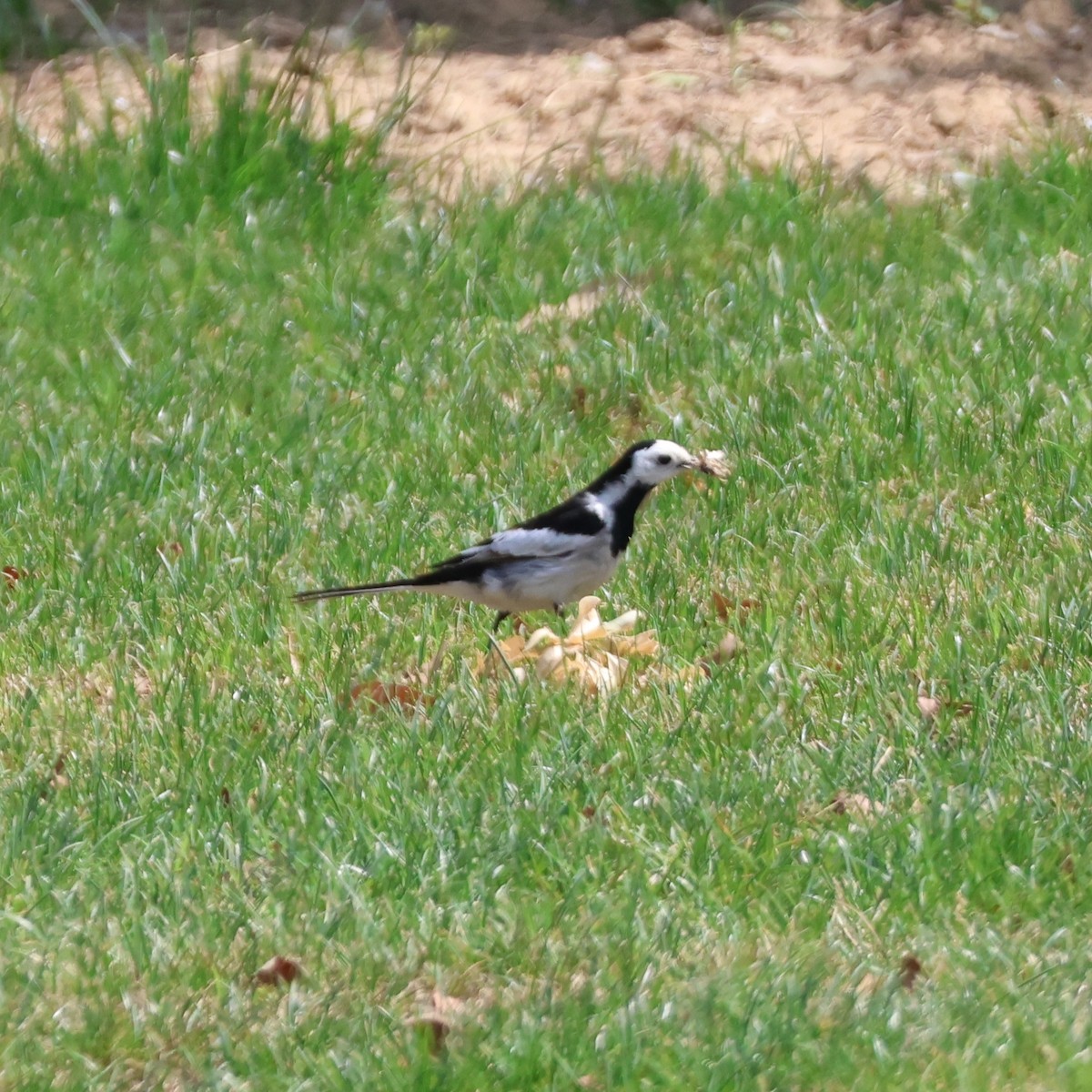 Хөх цэгцгий - ML646513517