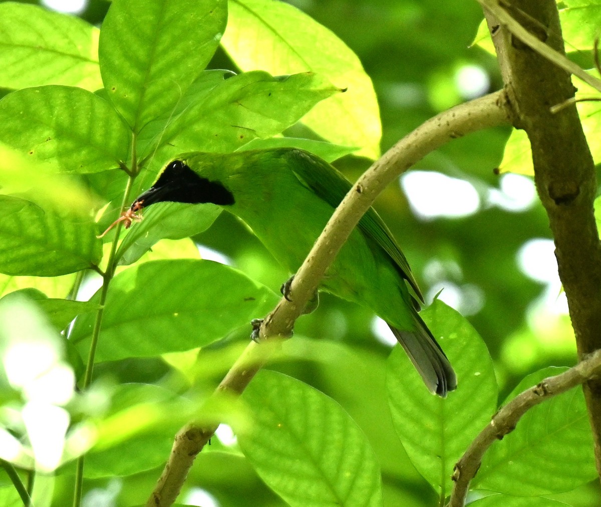 Dickschnabel-Blattvogel - ML646513523