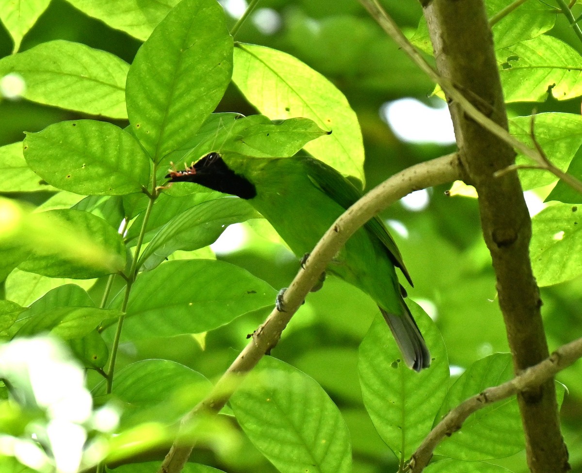 Dickschnabel-Blattvogel - ML646513524