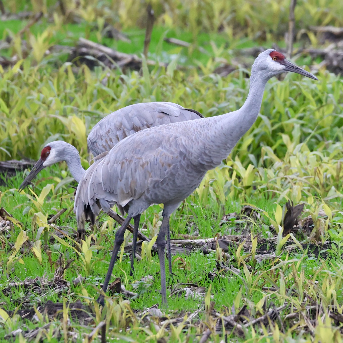 Sandhill Crane - ML646513525