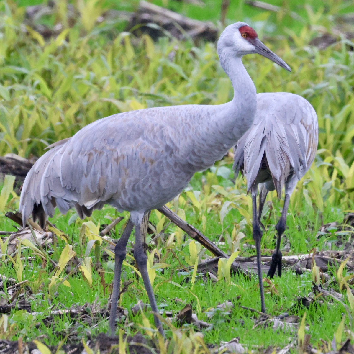 Sandhill Crane - ML646513526